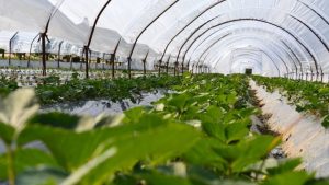 Produktet bujqësore në Maqedoni shënuan rritje të çmimeve