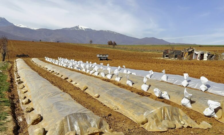 Përfundojnë përgatitjet për blerjen e duhanit