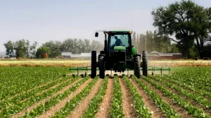 Po vijon blerja e lakrës nga kultivuesit vendor, bujqit janë të kënaqur me çmimin