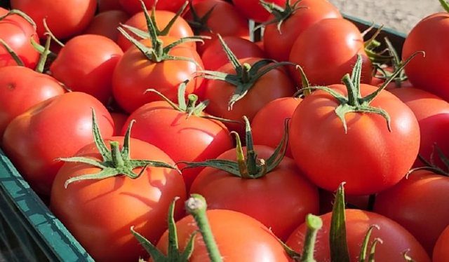 Çmim rekord i domates, kushton 350 lekë/kg / Fermerët: Na vjen turp, por kostot janë rritur