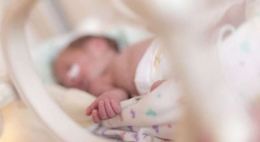 Bie numri i porsalindurve për 30 % në dhjetë vite